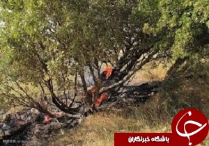 150 هکتار از مراتع کمررود در آتش سوخت
