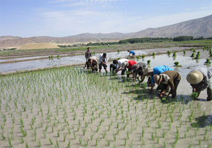 کسب رتبه دوم هشتمین جشنواره ملی دو سالانه رسانه های کشاورزی
