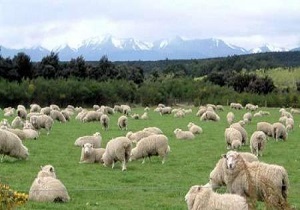 رشد چشمگیر صادرات دام زنده از گمرکات استان کرمانشاه
