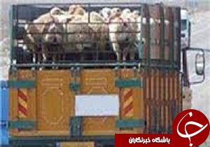 توقیف 20 دستگاه کامیون حامل دام زنده در تاکستان