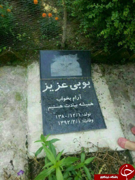 زندگی هاپوها و پیشی های پولدار تهران!