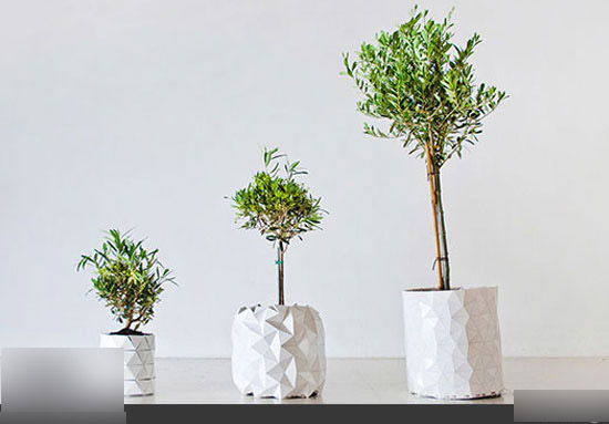 همزمانی رشد گیاه با گلدان