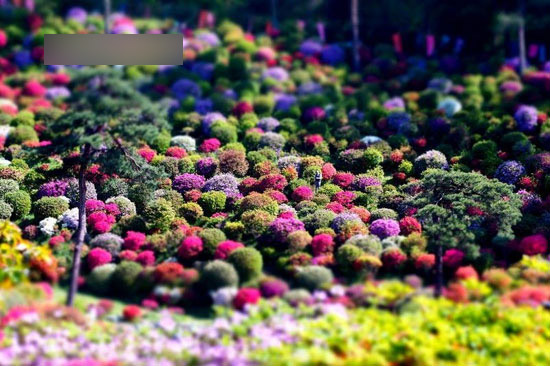 معبدی پنهان در میان گلها + عکس