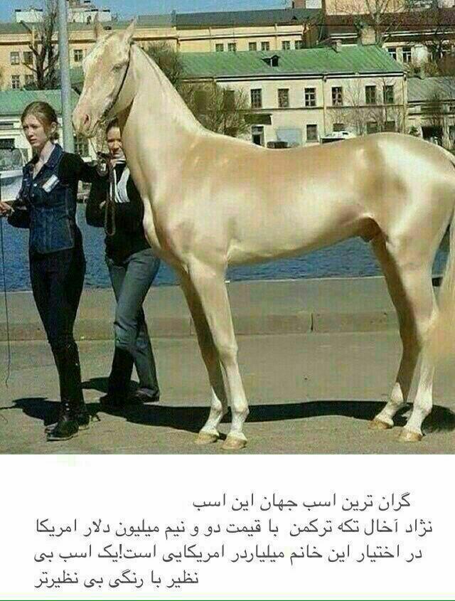 گرانترین اسب دنیا+تصویر گرانترین اسب دنیا+تصویر