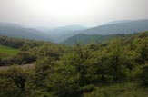توقف جنگل زدایی در آمازون