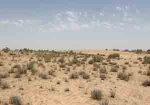 زمین‌های دشت قزوین بیابانی شد