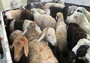 مهار و توقیف خروج غیرقانونی 110 رأس احشام در مرز مریوان