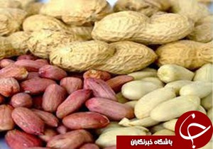 آغاز برداشت "بادام زمینی" در آستانه اشرفیه