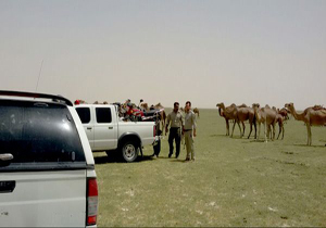 خروج ۴۶۰۰ شتر از مناطق حفاظت شده سیستان و بلوچستان + تصاویر