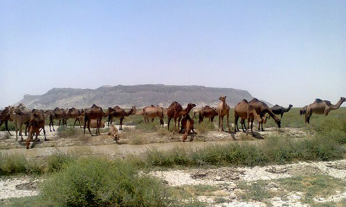 خروج ۴۶۰۰ شتر از مناطق حفاظت شده سیستان و بلوچستان + تصاویر