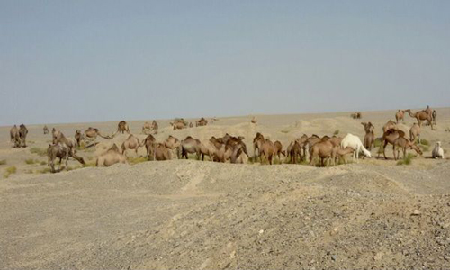 خروج ۴۶۰۰ شتر از مناطق حفاظت شده سیستان و بلوچستان + تصاویر