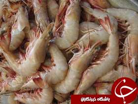 میگوهای قاچاق در تور دریابانان آبادان