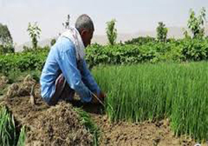 برداشت بذر اصلاح شده در خراسان جنوبی