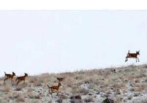 آغاز سرشماری تابستانه وحوش در زیستگاه های حیات وحش قزوین