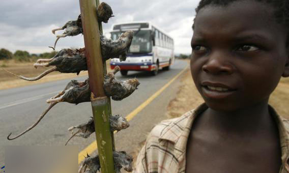 عجیب ترین غذا های جهان + عکس