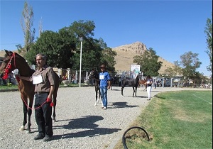پایان دومین جشنواره زیبایی اسب اصیل کرد با معرفی نفرات بتر