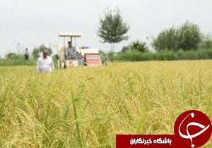 دروی بيش از 135 هزار هكتار از اراضی شاليزاری گيلان