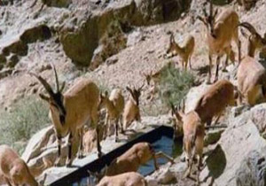 طاعون همچنان قربانی می‌گیرد