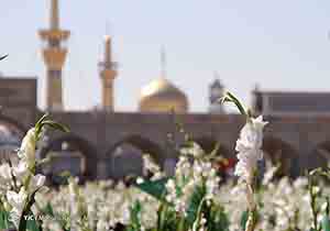 گلباران حرم مطهررضوی در سالروز ولادت بانوی کریمه اهل بیت +تصاویر