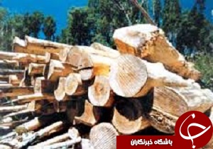 کشف دو تن چوب الوار قاچاق در بوئین زهرا
