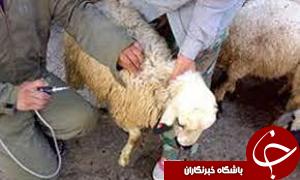 مبارزه با ppr در اندیمشک آغاز شد