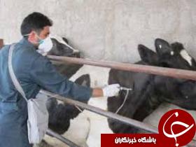 پایان طرح واکسیناسیون تب برفکی در کارون
