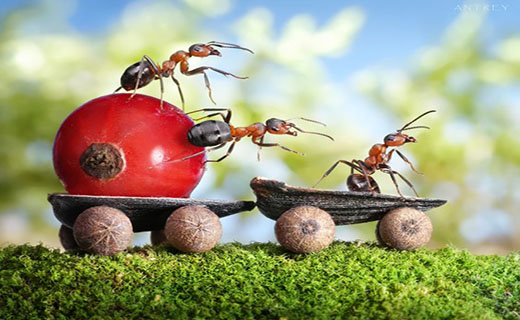 مورچه&zwnj;ها چگونه همدیگر را شناسایی می&zwnj;کنند؟ + تصویر