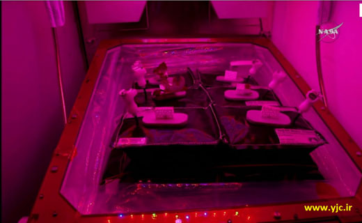 کشت کاهو در فضا + تصاویر