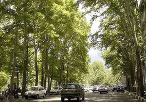 چرا برگ‌های درختان خیابان ولیعصر در نیمه های تابستان زرد شده؟