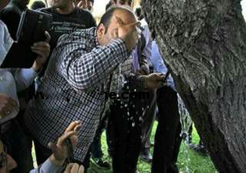 درخت شفابخش در همدان که اشک می ریزد