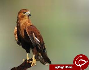 مداوای پرنده شکاری سارگپه در اندیکا