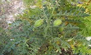 بیش از 6 هزار  هکتار از اراضی شهرستان جوانرود زیر کشت نخود