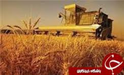 برداشت 160 هزار تن جو از مزارع استان همدان