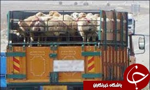 کشف و ضبط 500 راس دام غیرمجاز در استان