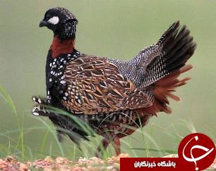 نجات جان دراج ها با دستگیری  شکارچی