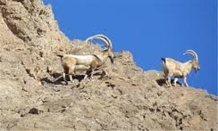 آغاز سرشماری تابستانه در 2 میلیون هکتار از مناطق تحت نظارت محیط زیست