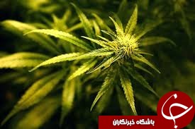 صفحه ای در ویکی پدیا که خشم روسیه را برانگیخت!