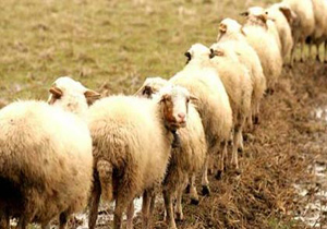صادرات دومین محموله دام سبک از استان البرز به کشورهای حاشیه خلیج فارس