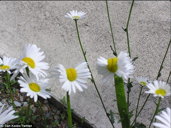 زیباترین گل های هسته ای!