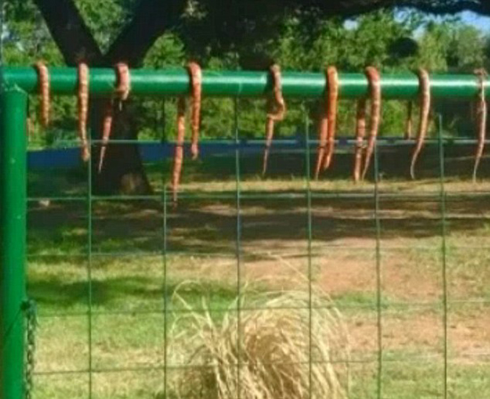 دیکتاتوری مارها در تگزاس