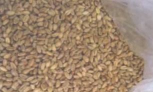 گندم های آلوده اصفهان + فیلم