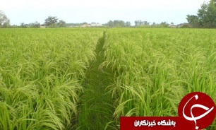 آغاز برداشت برنج در لاهيجان