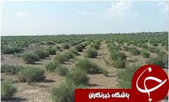 انجام مرحله تحقیقاتی کشت گیاه برای مقابله با بیان زدایی در گلستان