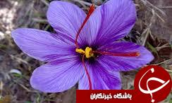 افزایش کشت 20 درصدی زعفران در گلستان