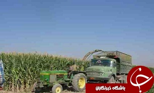 آغاز برداشت ذرت علوفه ای از سطح مزارع گلستان