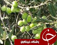 تسهیلات بلاعوض به زیتون کاران کشور