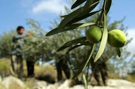 تسهیلات بلاعوض به زیتون کاران کشور