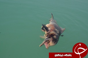 تور صیادان قاتل گونه های در خطر انقراض سواحل ماهشهر