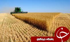 98درصد مطالبات گندم کاران گلستانی پرداخت شده است