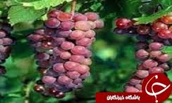 پیش بینی برداشت 13 هزار و 210 تن انگور از تاکستانهای خراسان جنوبی